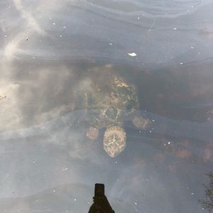 Meet your Posher, Leo